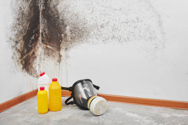 Best Emergency Mold Remediation in Middleport, OH
