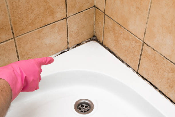 Best Post-Flood Mold Remediation in Middleport, OH